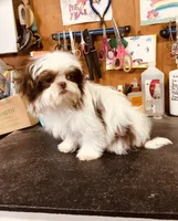 Wes, a male Shih Tzu for sale in Harrogate, TN – Photo 5 of 9