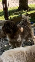 Denton, a male Shih Tzu for sale in Harrogate, TN – 8 of 10