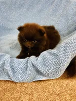 Doodle, a male Pomeranian for sale in Harrogate, TN – 2 of 9