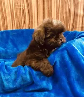 Vince, a male Shih Tzu for sale in Harrogate, TN – 5 of 9