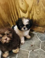 Ruby, a female Shih Tzu for sale in Harrogate, TN – 5 of 9