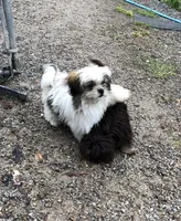 Tucker, a male Shih Tzu for sale in Harrogate, TN – Photo 9 of 10