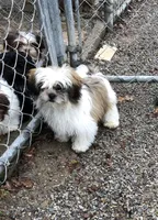 Tucker, a male Shih Tzu for sale in Harrogate, TN – Photo 7 of 10