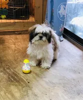 Tucker, a male Shih Tzu for sale in Harrogate, TN – Photo 3 of 10