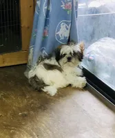 Tucker, a male Shih Tzu for sale in Harrogate, TN – Photo 10 of 10