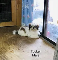 Tucker, a male Shih Tzu for sale in Harrogate, TN – Photo 1 of 10