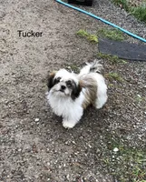 Tucker, a male Shih Tzu for sale in Harrogate, TN – Photo 8 of 10