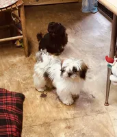 Tucker, a male Shih Tzu for sale in Harrogate, TN – Photo 4 of 10