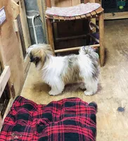 Tucker, a male Shih Tzu for sale in Harrogate, TN – Photo 2 of 10