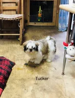 Tucker, a male Shih Tzu for sale in Harrogate, TN – Photo 5 of 10