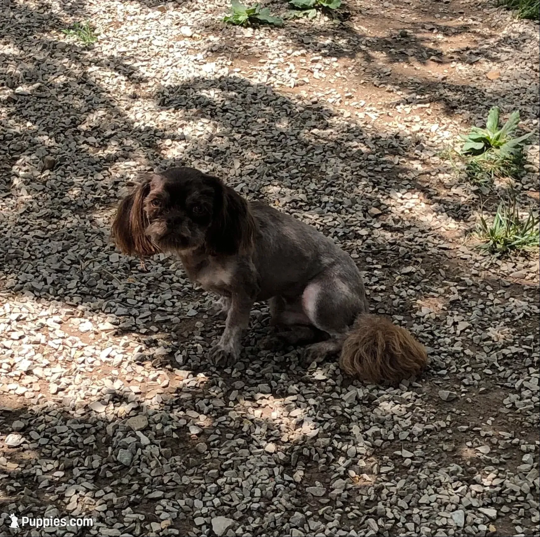 Denton, a male Shih Tzu for sale in Harrogate, TN – 3 of 10