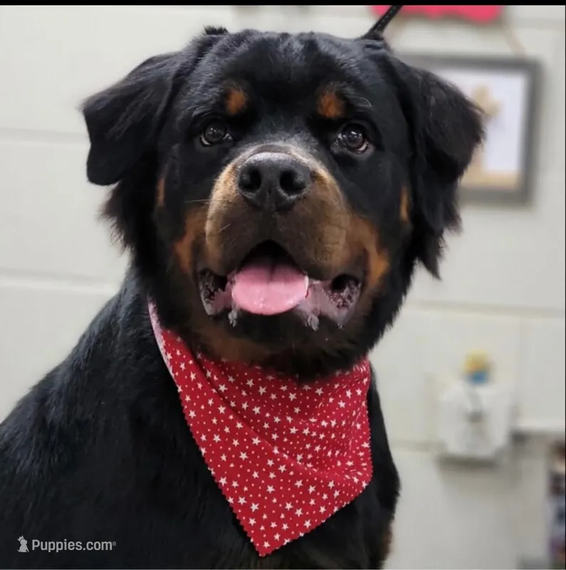 Koa – Rottweiler puppy for sale in Valdosta, GA