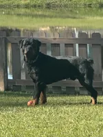 Koa, a male Rottweiler for sale in Valdosta, GA – 2 of 2