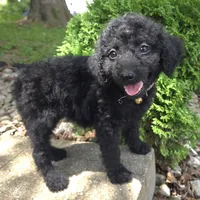 Daisy, a female Goldendoodle for sale in Jefferson City, MO – Photo 3 of 7