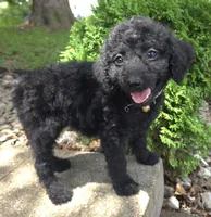 Daisy, a female Goldendoodle for sale in Jefferson City, MO – Photo 3 of 7
