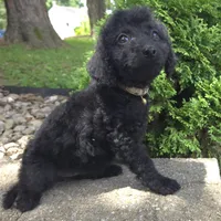 Daisy, a female Goldendoodle for sale in Jefferson City, MO – Photo 4 of 7