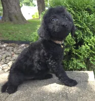 Daisy, a female Goldendoodle for sale in Jefferson City, MO – Photo 4 of 7