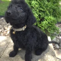 Daisy, a female Goldendoodle for sale in Jefferson City, MO – Photo 2 of 7