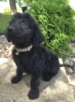 Daisy, a female Goldendoodle for sale in Jefferson City, MO – Photo 2 of 7