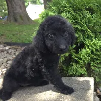 Daisy, a female Goldendoodle for sale in Jefferson City, MO – Photo 5 of 7