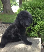 Daisy, a female Goldendoodle for sale in Jefferson City, MO – Photo 5 of 7