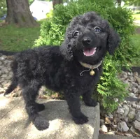 Daisy, a female Goldendoodle for sale in Jefferson City, MO – Photo 1 of 7