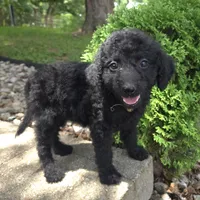 Daisy, a female Goldendoodle for sale in Jefferson City, MO – Photo 6 of 7