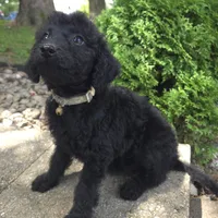 Daisy, a female Goldendoodle for sale in Jefferson City, MO – Photo 7 of 7