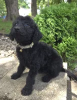 Daisy, a female Goldendoodle for sale in Jefferson City, MO – Photo 7 of 7