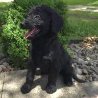 Poppy, a female Goldendoodle for sale in Jefferson City, MO – Photo 5 of 9