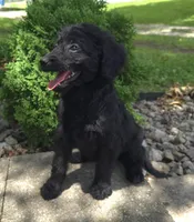 Poppy, a female Goldendoodle for sale in Jefferson City, MO – Photo 5 of 9