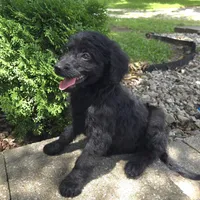 Poppy, a female Goldendoodle for sale in Jefferson City, MO – Photo 8 of 9