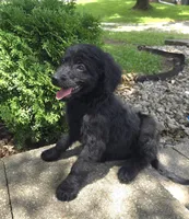 Poppy, a female Goldendoodle for sale in Jefferson City, MO – Photo 8 of 9