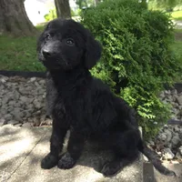 Poppy, a female Goldendoodle for sale in Jefferson City, MO – Photo 6 of 9
