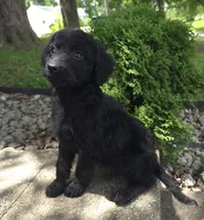 Poppy, a female Goldendoodle for sale in Jefferson City, MO – Photo 6 of 9