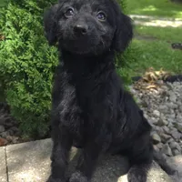 Poppy, a female Goldendoodle for sale in Jefferson City, MO – Photo 4 of 9