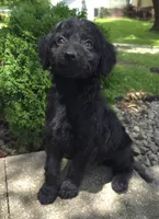 Poppy, a female Goldendoodle for sale in Jefferson City, MO – Photo 4 of 9