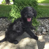 Poppy, a female Goldendoodle for sale in Jefferson City, MO – Photo 2 of 9