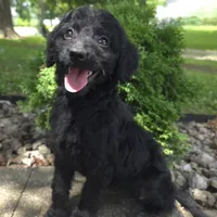 Poppy, a female Goldendoodle for sale in Jefferson City, MO – Photo 1 of 9