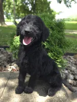 Poppy, a female Goldendoodle for sale in Jefferson City, MO – Photo 1 of 9