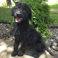 Poppy, a female Goldendoodle for sale in Jefferson City, MO – Photo 3 of 9