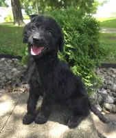 Poppy, a female Goldendoodle for sale in Jefferson City, MO – Photo 3 of 9