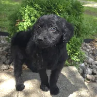 Poppy, a female Goldendoodle for sale in Jefferson City, MO – Photo 7 of 9