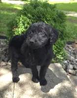 Poppy, a female Goldendoodle for sale in Jefferson City, MO – Photo 7 of 9