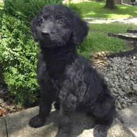 Poppy, a female Goldendoodle for sale in Jefferson City, MO – Photo 9 of 9