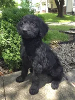 Poppy, a female Goldendoodle for sale in Jefferson City, MO – Photo 9 of 9