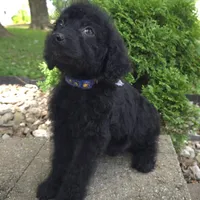 Bud, a male Goldendoodle for sale in Jefferson City, MO – Photo 2 of 6