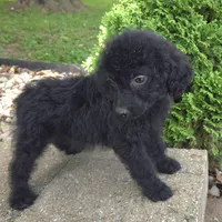 Bud, a male Goldendoodle for sale in Jefferson City, MO – Photo 4 of 6