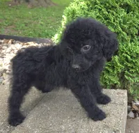 Bud, a male Goldendoodle for sale in Jefferson City, MO – Photo 4 of 6