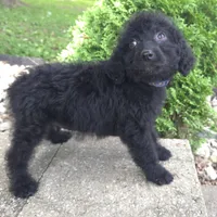 Bud, a male Goldendoodle for sale in Jefferson City, MO – Photo 5 of 6